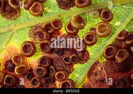 Mixed Spangle (Neuroterus quercusbaccarum) and Silk button Galls (N. numismalis) on an Oak leaf. Powys, Wales, UK. Stock Photo
