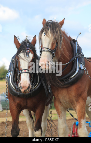 Horses Shire Horses ploughing at the All Wales Vintage Ploughing Match. Near Walton, Powys, Wales. Stock Photo