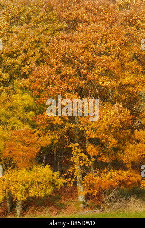 Sessile Oak tree (Quercus petraea) in Autumn. Powys, Wales, UK. Stock Photo