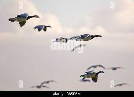 Barnacle geese, Branta leucopsis in flight above Caerlaverock, Dumfries, Scotland Stock Photo