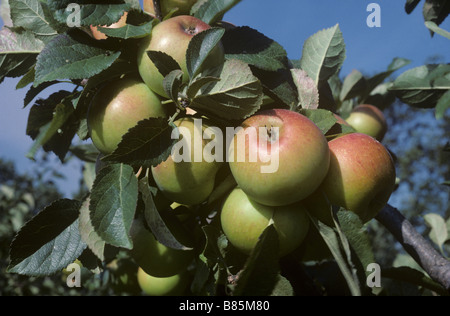 Ripe mature coxs apples on the tree against a blue summer sky Hampshire Stock Photo