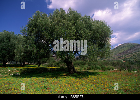Italy, Campania, Cilento, olive tree Stock Photo
