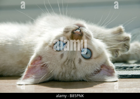 A snowy Bengal kitten playing on the floor Stock Photo