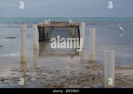 Pilings from an old pier remain after the wood is gone while an egret calmly fishes for its dinner on Ambergris Caye, Belize. Stock Photo