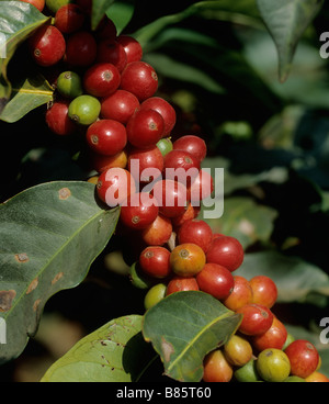 Ripe red coffee cherries on the bush in a plantation near Nairobi Kenya Stock Photo