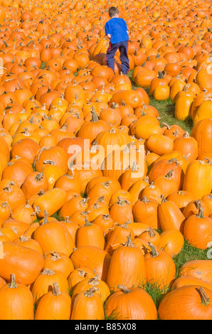 Boy in pumpkin field Stock Photo