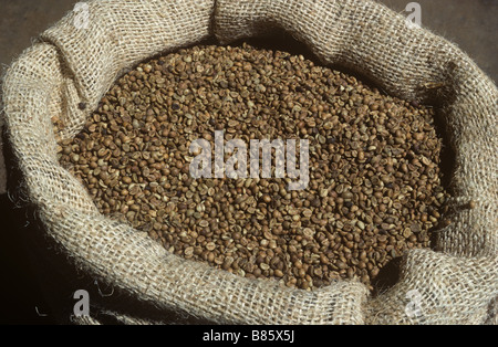 Dried fermented coffee beans in a sack ready for export Arusha Tanzania Stock Photo