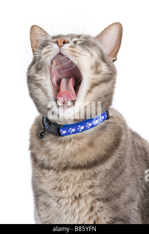 Cat yawning. Also useful for yelling or laughing concepts Stock Photo