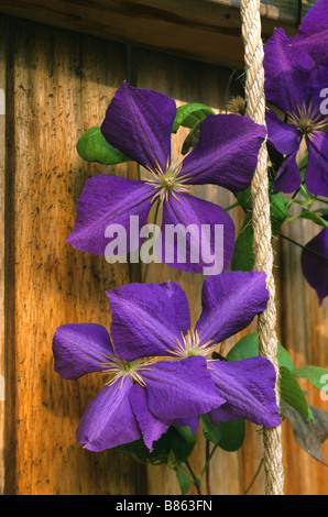 Garden flower, Jackmannii Clematis hybrid Stock Photo
