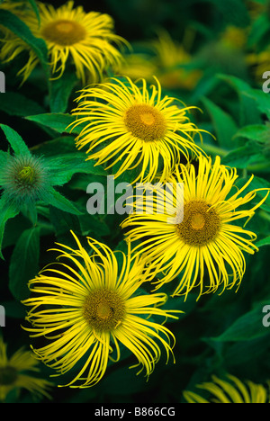 Border flowers, yellow Inula Orientalis, red Crocosmia Lucifer Stock ...