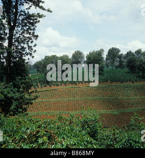 View of young newly planted plantations of arabica coffee with shade trees near Thika Kenya Stock Photo