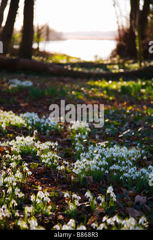 Snowdrops growing in woodlands with a lake in the distance. The borders of Hampshire and Dorset, UK. Stock Photo