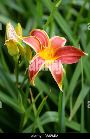 Day Lily, Hemerocallis fulva 'Stafford', Hemerocallidaceae Stock Photo