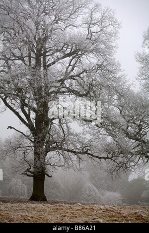 frost on oak winter cotswolds Stock Photo