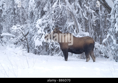 Moose Feeds on branches at tree line in winter snow Stock Photo