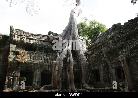 Photograph of Ta Promh temple in Cambodia featured in the Tomb Raider film Stock Photo