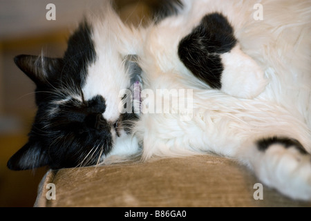 Black and White long haired cat asleep on sofa scrunching up face Stock Photo