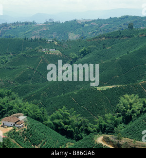 Lowland coffee plantations without shade trees in Colombia South America Stock Photo