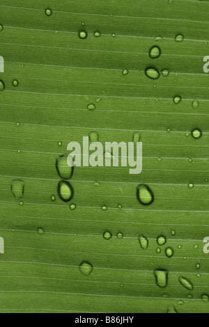 Water droplets on a banana leaf