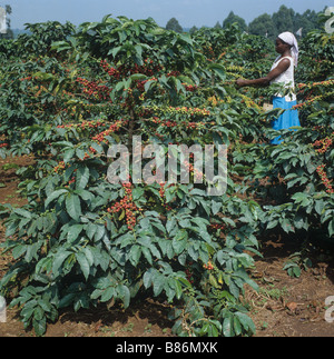 Girl picking ripe coffee cherries on heavily fruit bushes on a plantation near Nairobi Stock Photo