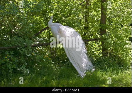 white Common Peafowl / Pavo cristatus mut. alba Stock Photo