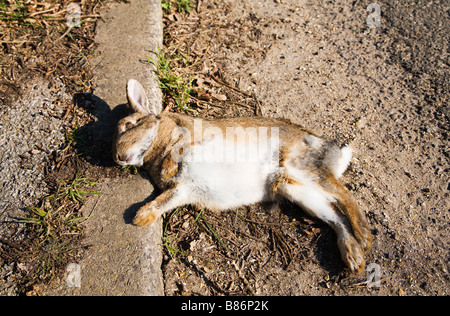 dead rabbit at the roadside Stock Photo - Alamy