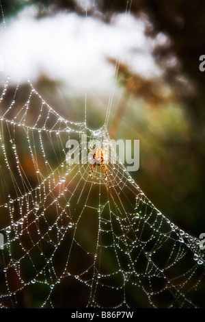 An orange spider sits on a web covered in early morning dew. Misty morning in the New Forest, Hampshire, UK. Autumn. Stock Photo