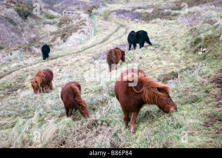 shetland ponies grazing caerthillian natural england cornwall Stock Photo