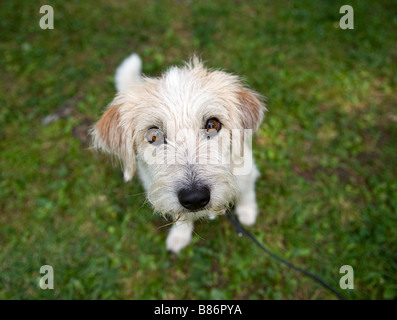 half breed dog on meadow Stock Photo