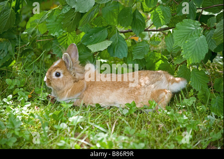Young lion-headed dwarf rabbit lying on meadow Stock Photo