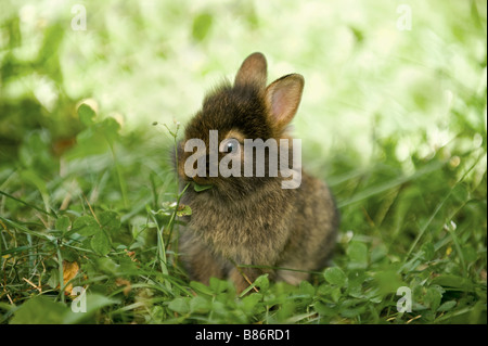young lion-headed dwarf rabbit on meadow - munching Stock Photo