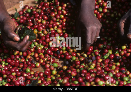 Sorting arabica coffee cherries after harvest before pulping to extract beans Stock Photo