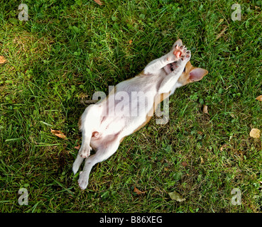 half breed dog puppy - lying on meadow Stock Photo
