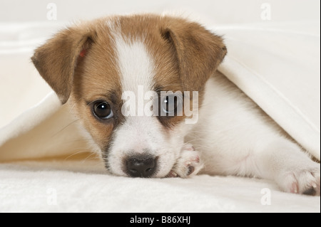 half breed dog puppy - lying Stock Photo