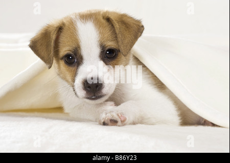 half breed dog puppy - lying Stock Photo