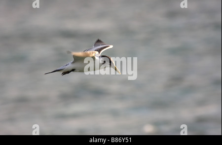 juvenile crested tern in flight Stock Photo