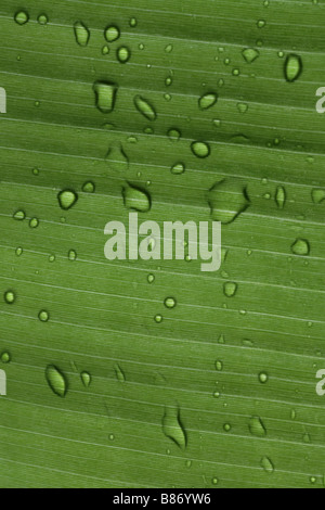 Water droplets on a banana leaf Stock Photo