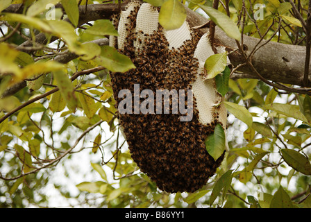 Nest of Wild Bees in the forest of Key Biscayne island (Miami area, Florida, USA) Stock Photo