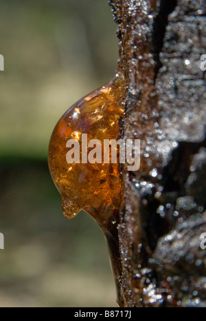 Tree sap/Resin on Australian Native acacia species Stock Photo