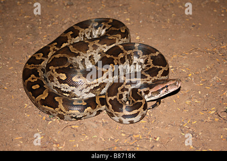 INDIAN ROCK PYTHON. Python molurus molurus, non venomous. rare. Panvel. This is the largest snake species found in India. Stock Photo