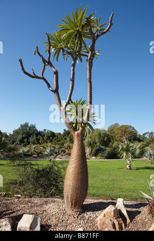 Madagascar Palm, or Club Foot. Los Angeles County Arboretum and Botanic ...