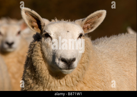 Close up of sheeps head, Northumberland Stock Photo
