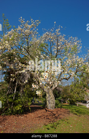 White Floss Silk Tree in bloom. Los Angeles County Arboretum and Botanic Garden, Los Angeles, California, USA. Stock Photo