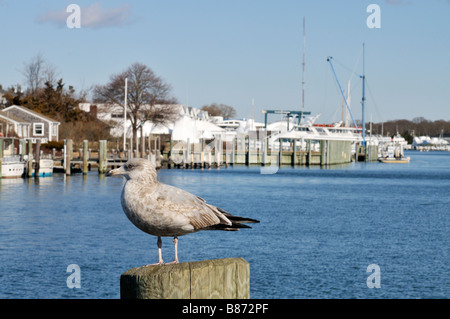 Falmouth 'Cape Cod' harbor with brown seagull perched on piling by water in foreground with boats beyond Stock Photo