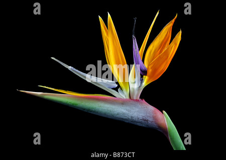 Bird of Paradise Flower (Sterlitzia reginae) Stock Photo