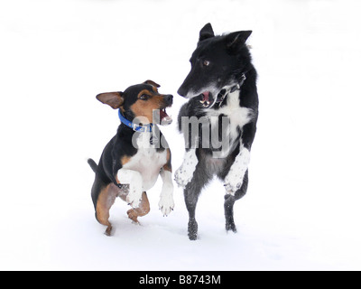 Dogs playing in the snow Stock Photo