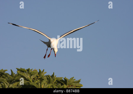 Silver gull hovering over a tree looking for chicks Stock Photo