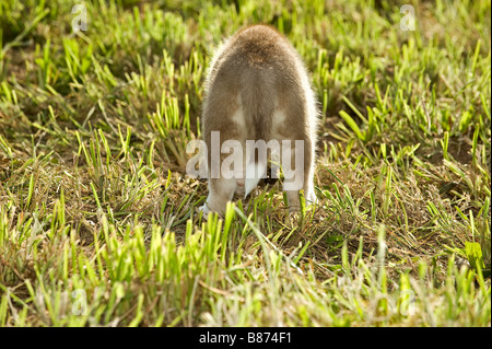 Siberian Husky dog - puppy standing on meadow Stock Photo