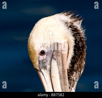 Eye to Eye.  A Closeup of a California Brown Pelican. Stock Photography by cahyman Stock Photo
