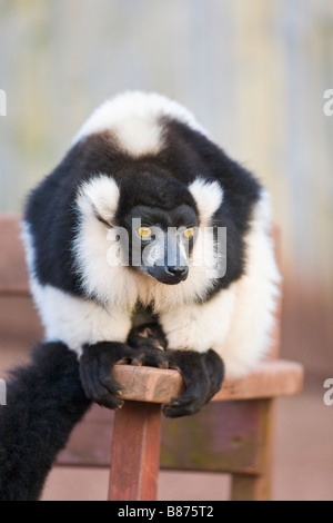 Black and white ruffed lemur, in captivity Stock Photo